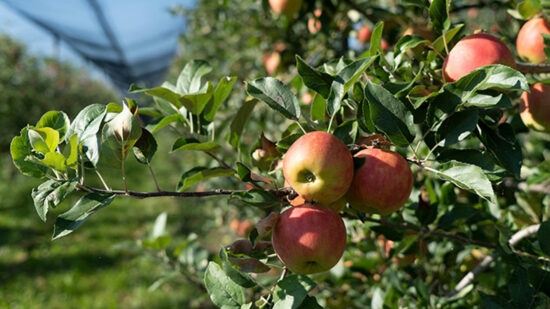 Pommes - Fruit-Union Suisse