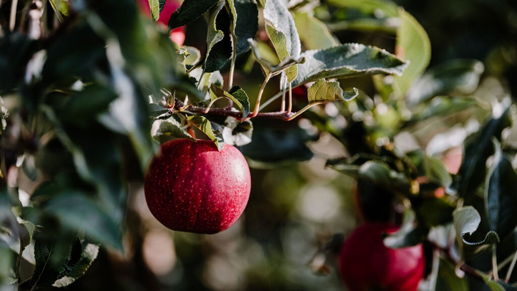 Pommes - Fruit-Union Suisse