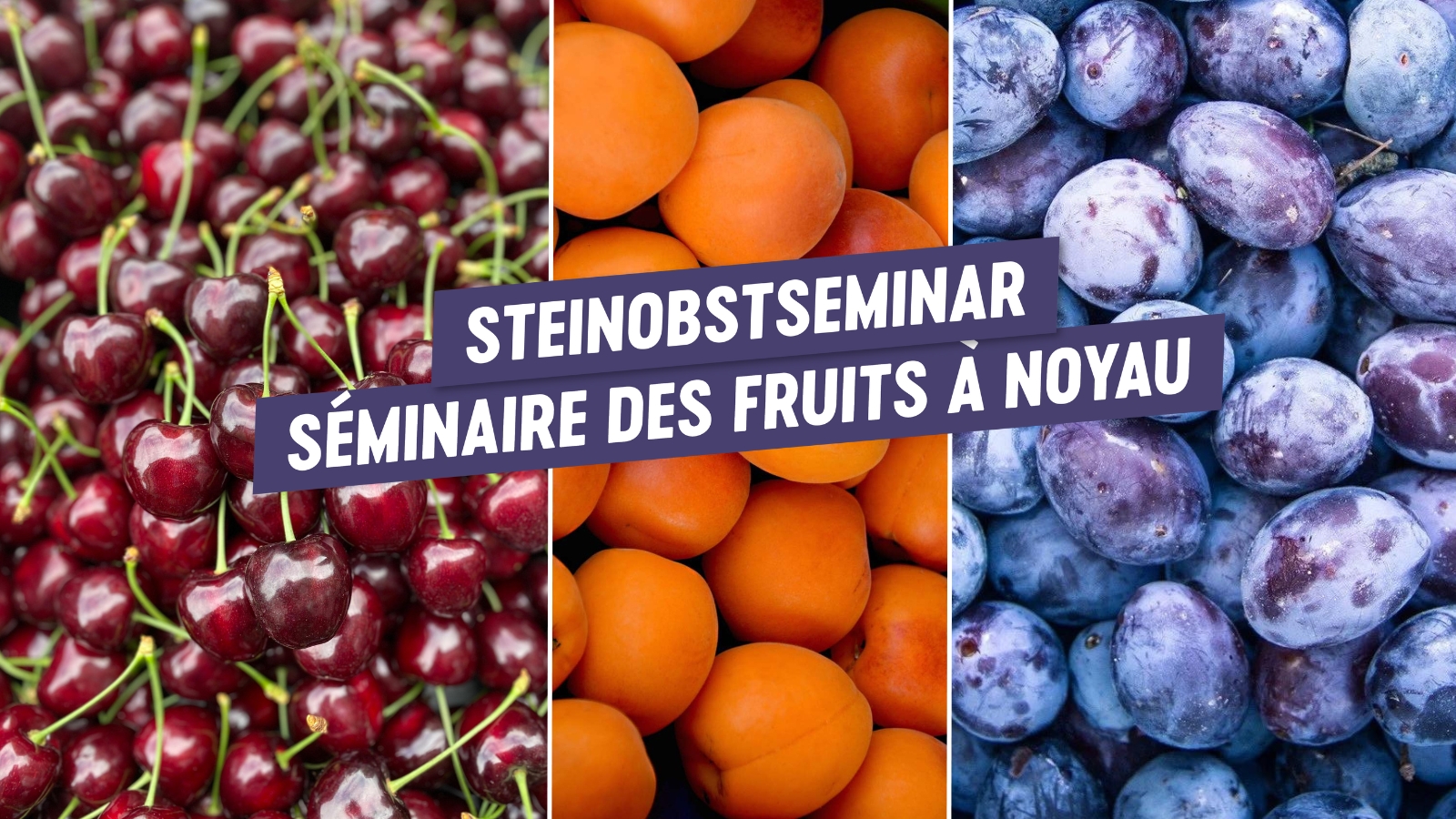 Séminaire suisse des fruits à noyau 2024 réussi : Impressions et